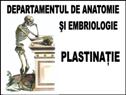 http://www.anatomyumftm.com/